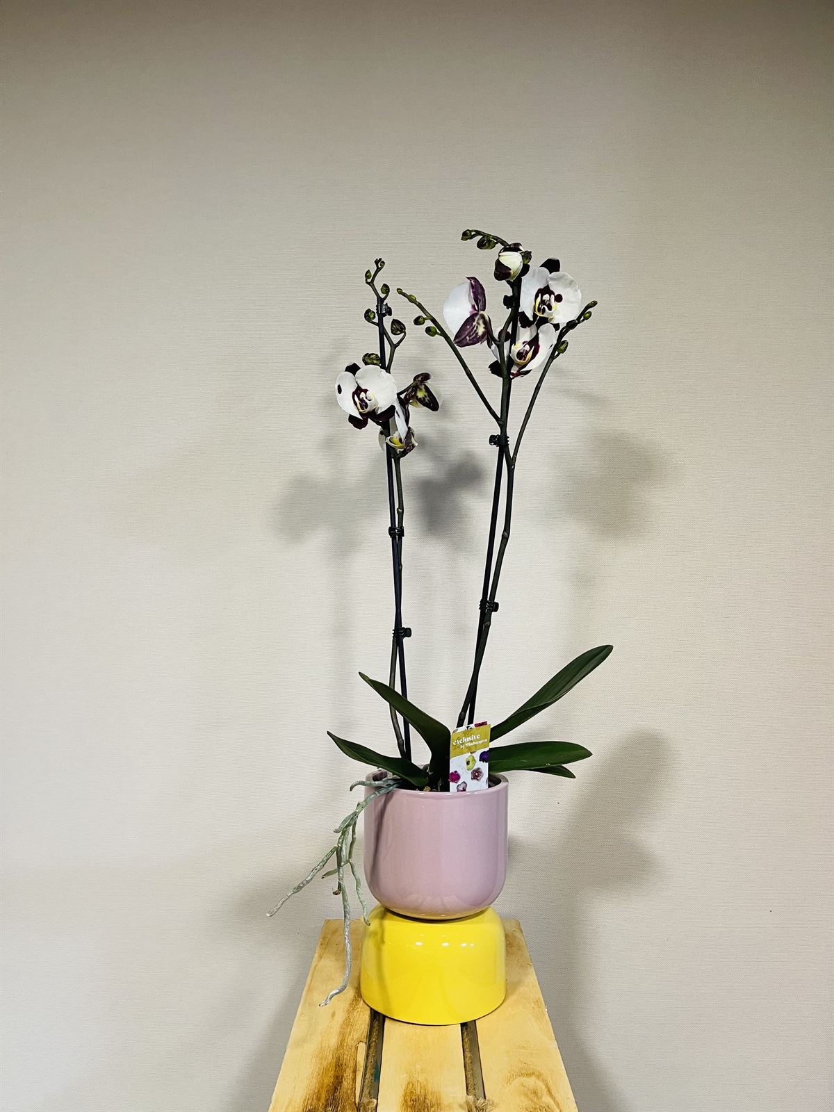 Phalaenopsis con cubre macetas - Imagen 1