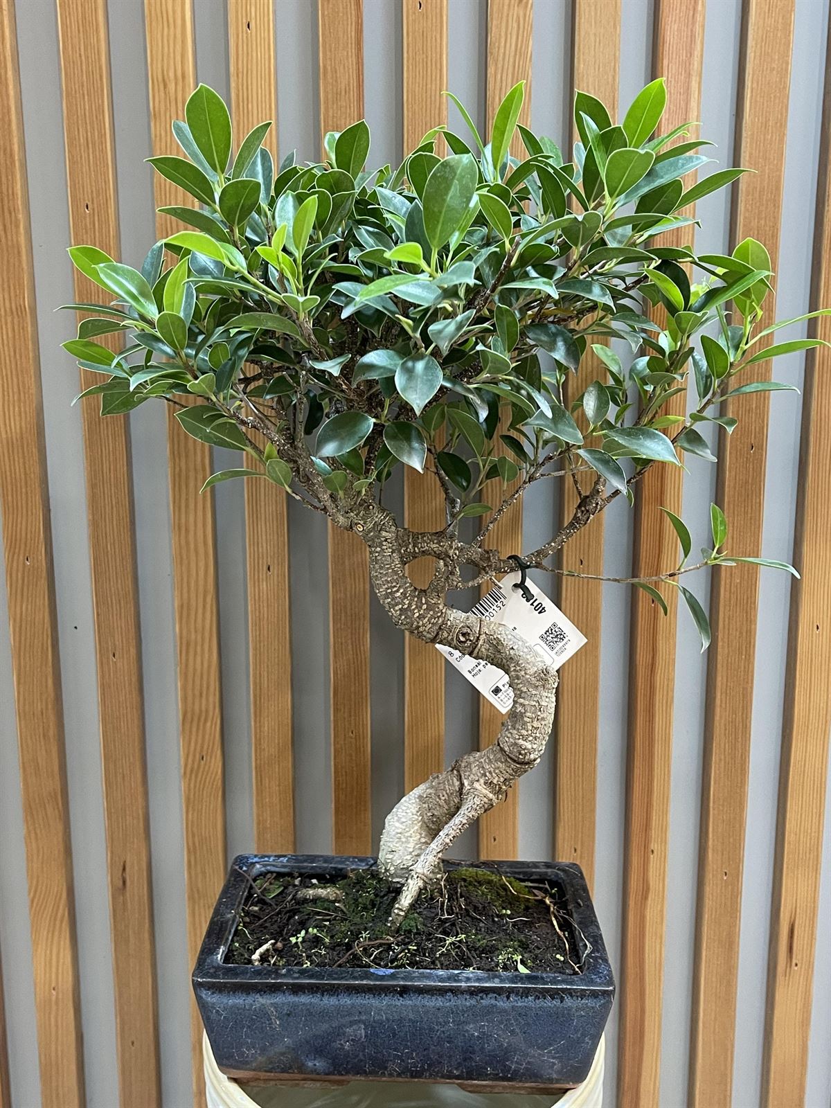 BONSAI FICUS - Imagen 1