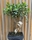 BONSAI FICUS - Imagen 1