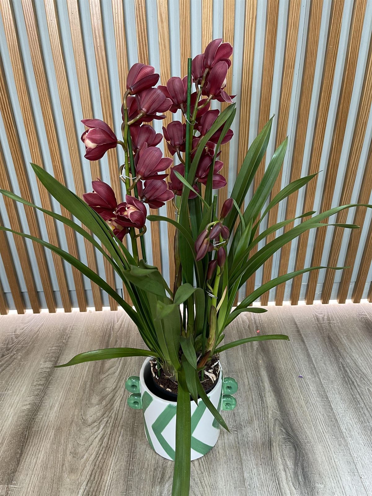 CYMBIDIUM - Imagen 1