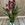 CYMBIDIUM - Imagen 1