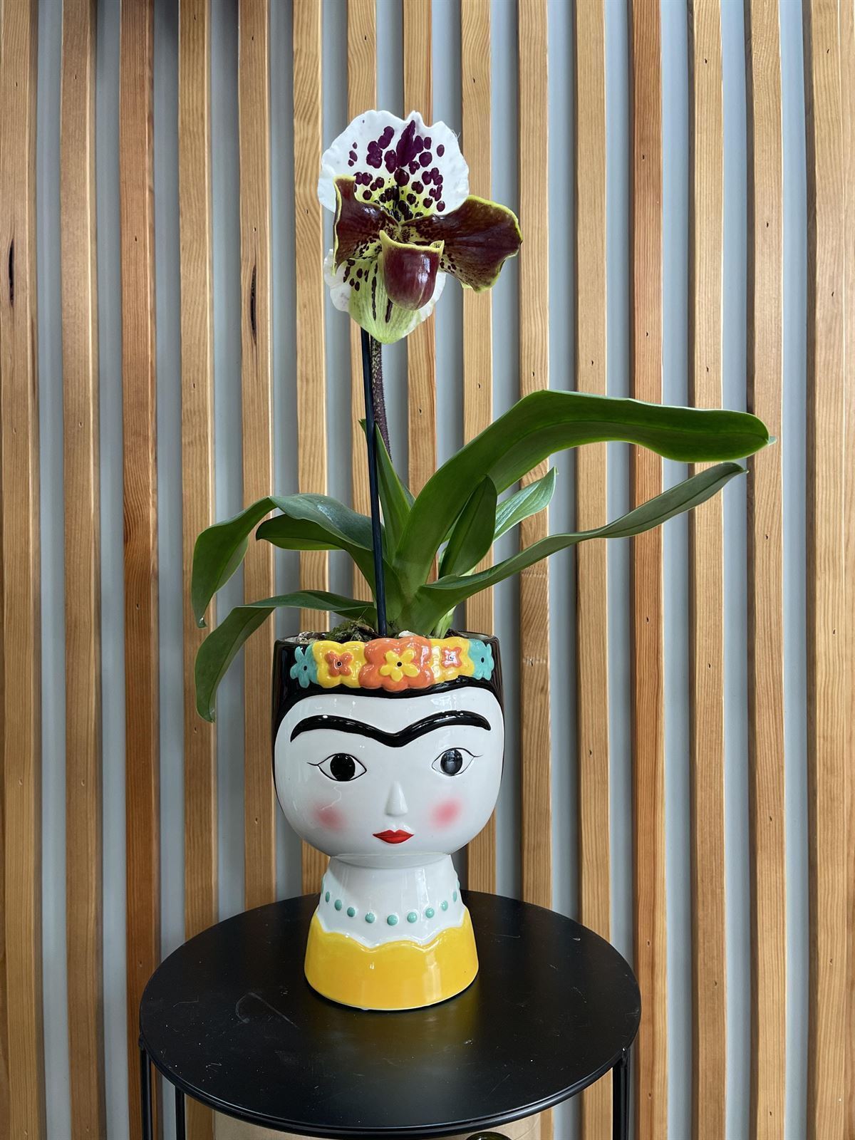 ORQUIDEA FRIDA - Imagen 1