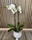 PHALAENOPSIS BELLEZA - Imagen 1