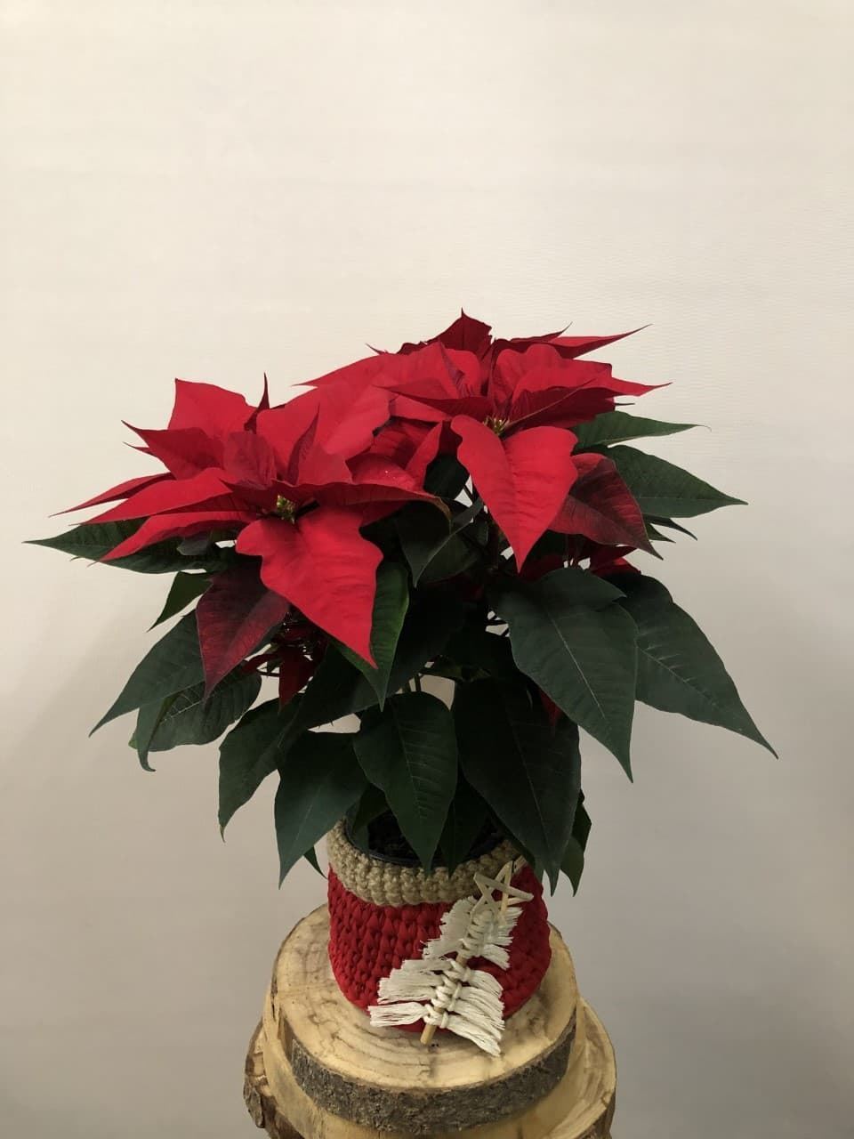 POINSETTIA ESTRELLA - Imagen 3