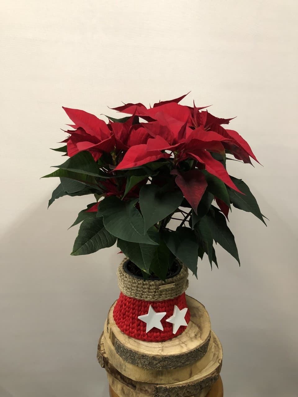 POINSETTIA ESTRELLA - Imagen 4