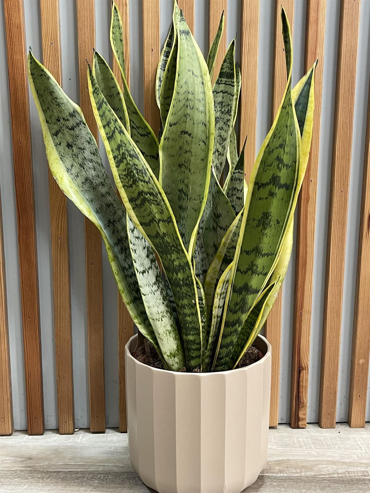 SANSEVIERIA CON MACETA - Imagen 1