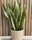 SANSEVIERIA CON MACETA - Imagen 1