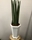 SANSEVIERIA - Imagen 1